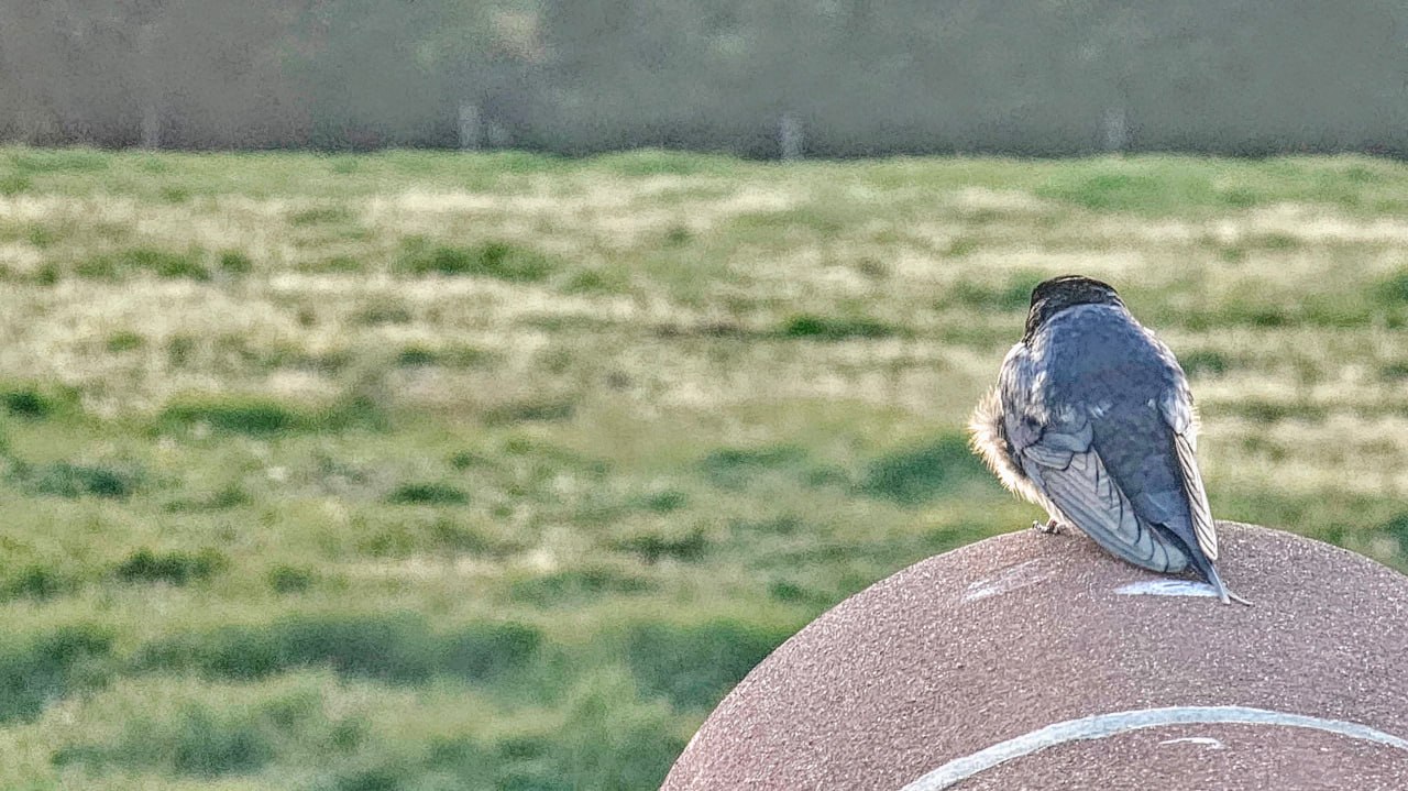 A bird perched on farmland at The Ferals biodiversity gain site in Dorset — habitat bank supplying off-site BNG units for nationally significant infrastructure projects