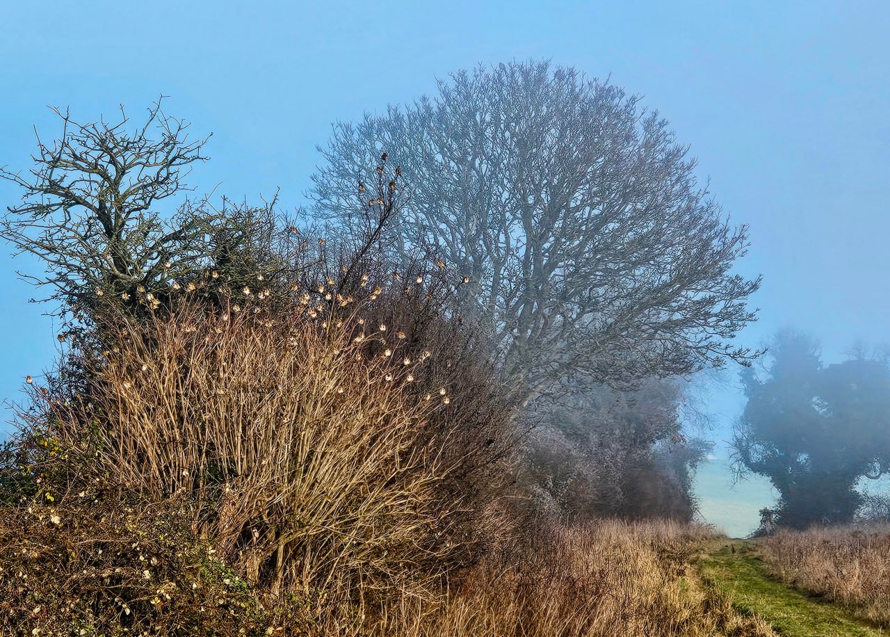 Flock of goldfinches perching on a young tree on a misty morning at The Ferals, Dorset
