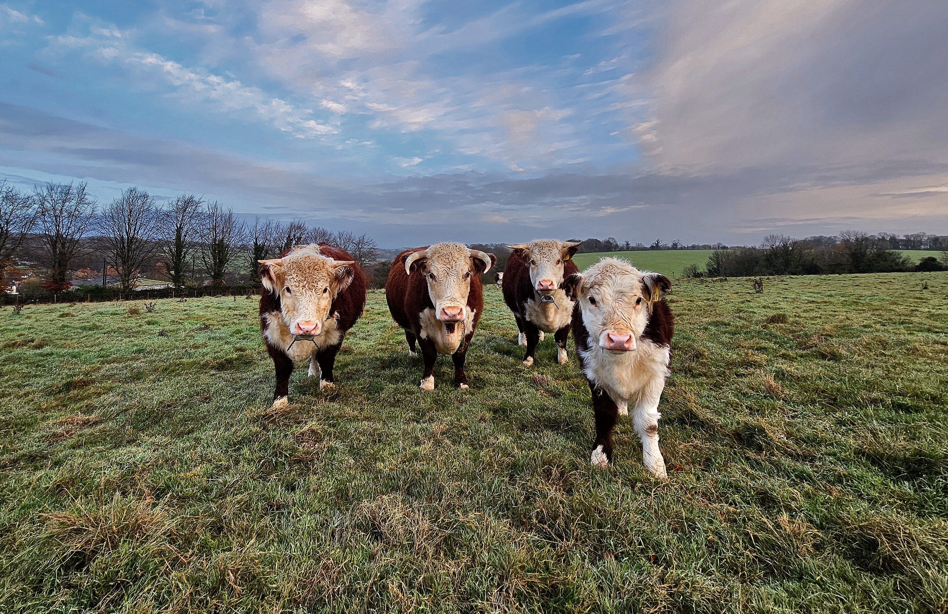 Hereford cattle grazing at The Ferals, Dorset